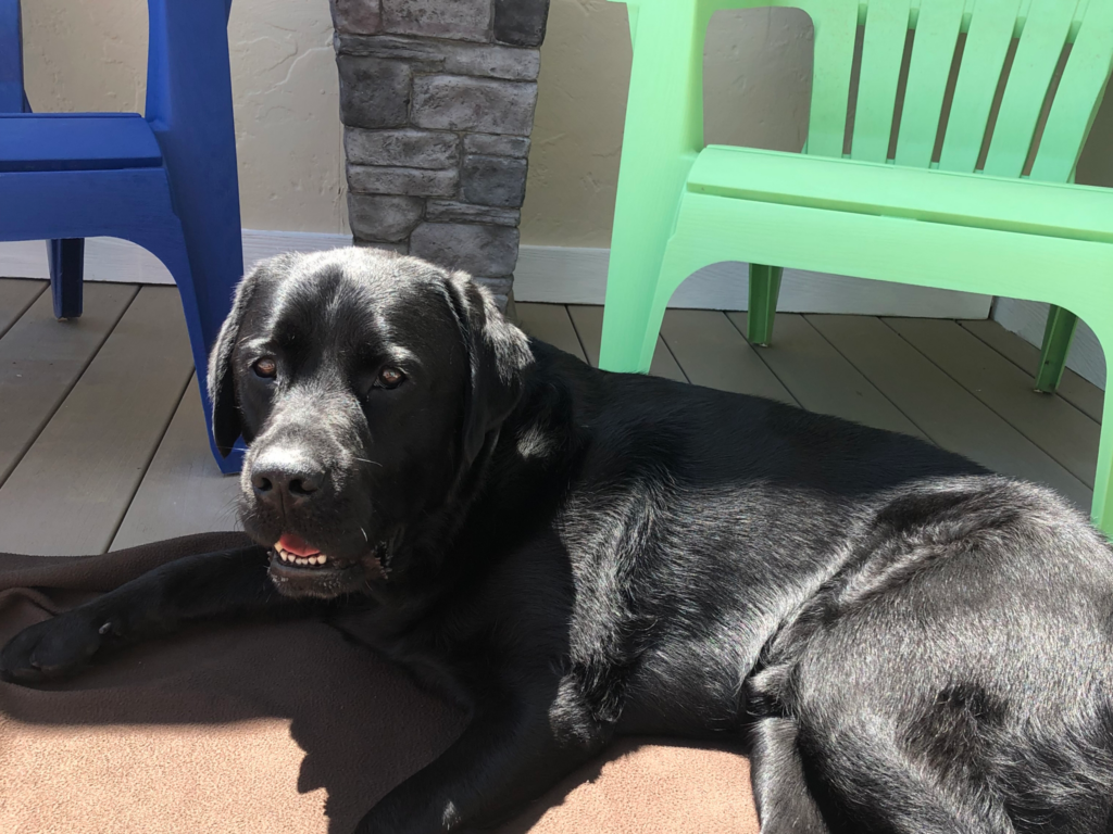 Dog at Pet-Friendly Apartment in Erie, PA